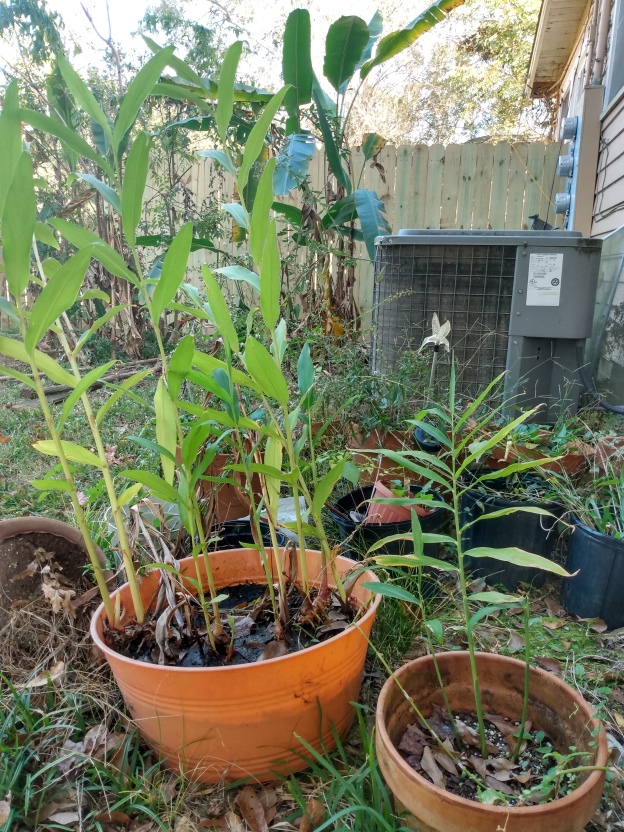 Two ginger plants in separate pots, outside.
