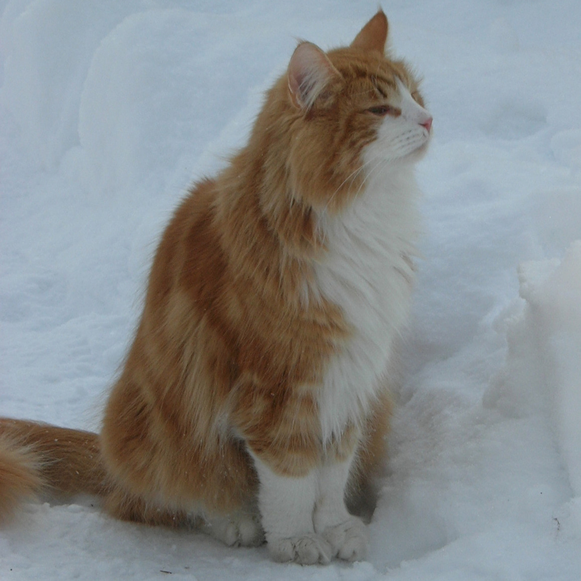 an orange and white skogkatt