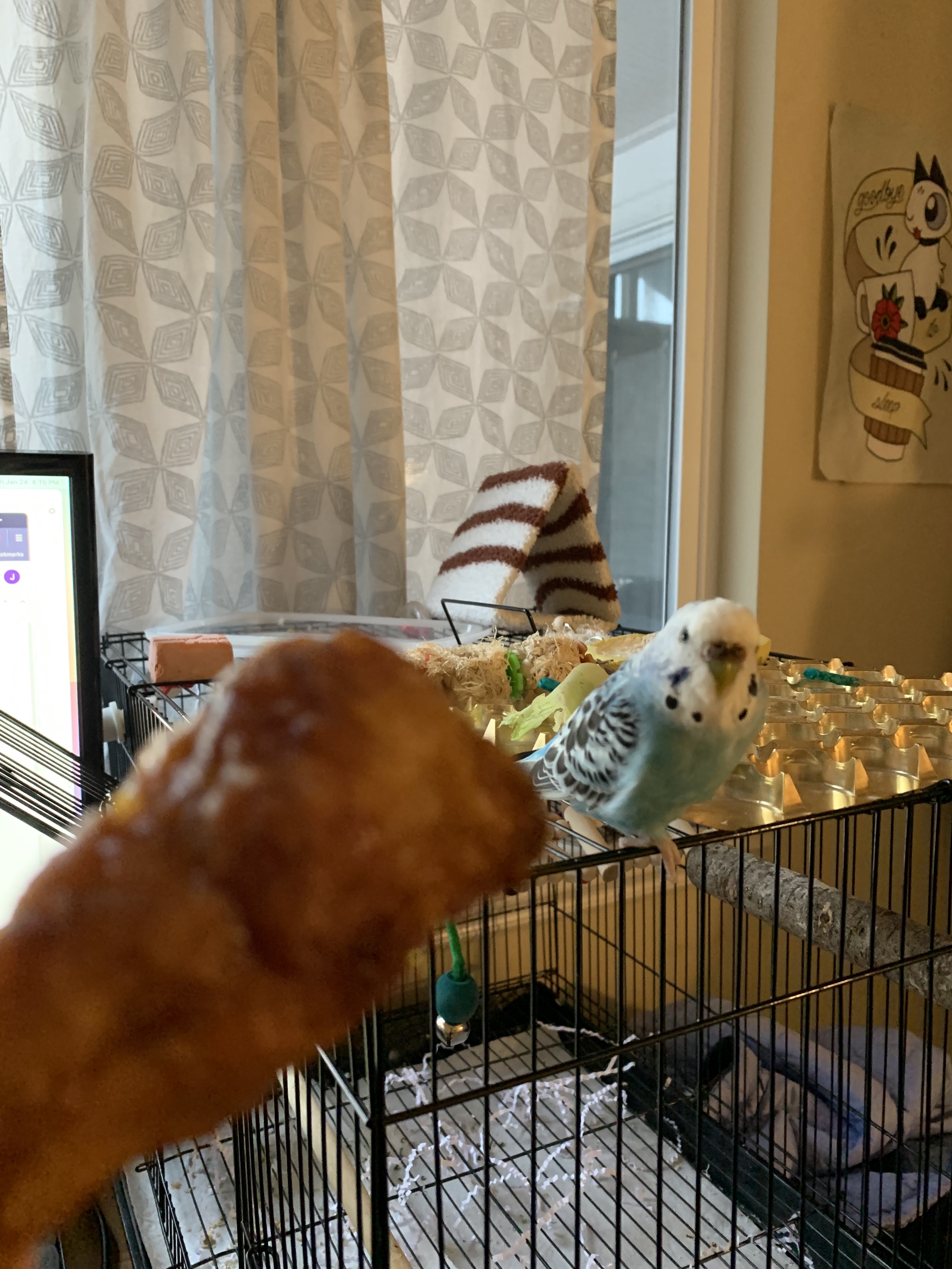 perry next to a chicken drumstick, looking uncomfortable