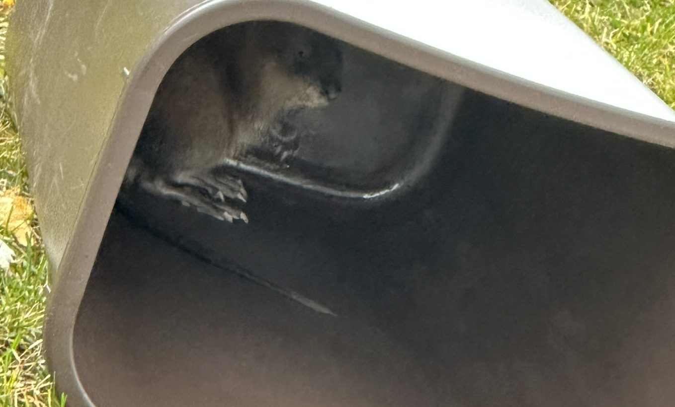 A muskrat in a waste bin