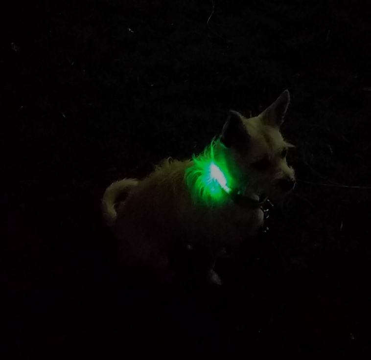 m a s t o r ' s  favorite dog with flashy green collar
