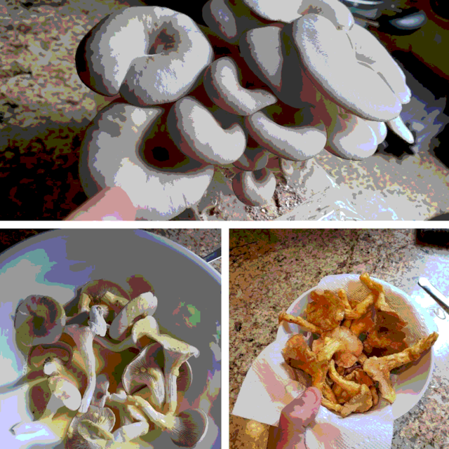 various photos showing the process of breading and deep frying a batch of oyster mushrooms