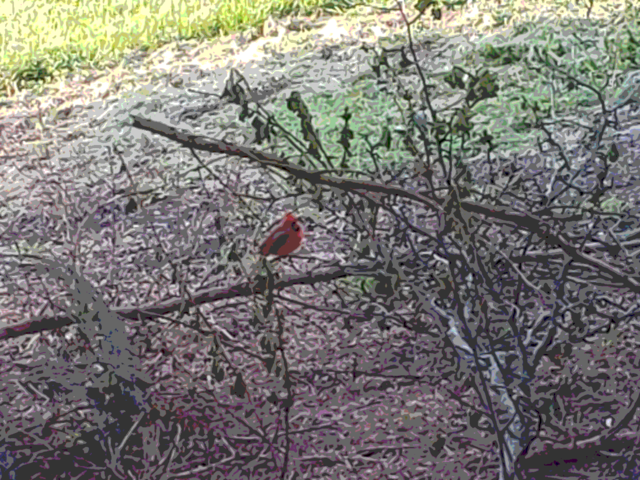 A Northern Cardinal sitting in a pile of brush