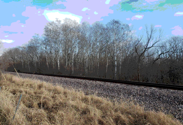 railside brch trees on a winter day