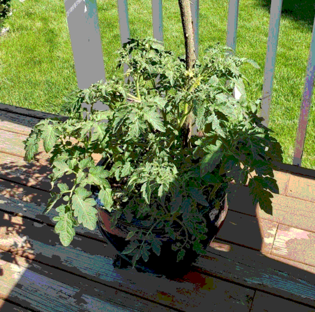 huge tomato plants in a pot