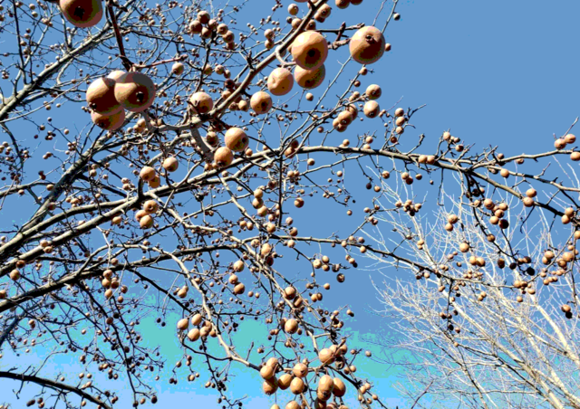 Wild pear tree, as seen from below