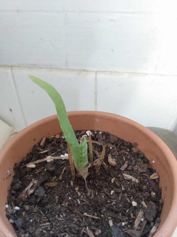 A very small aloe plant in an earthenware pot.