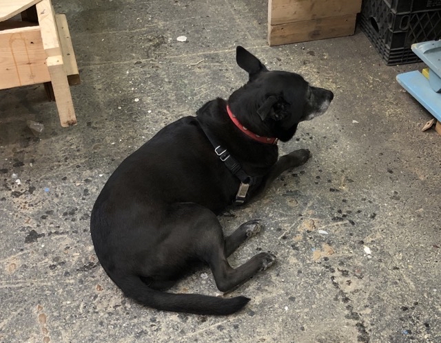 Photo of Katie, the boathouse dog