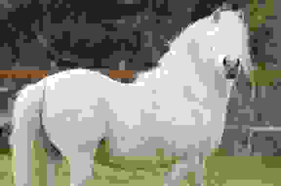 Low quality picture of a white horse staring at the camera.