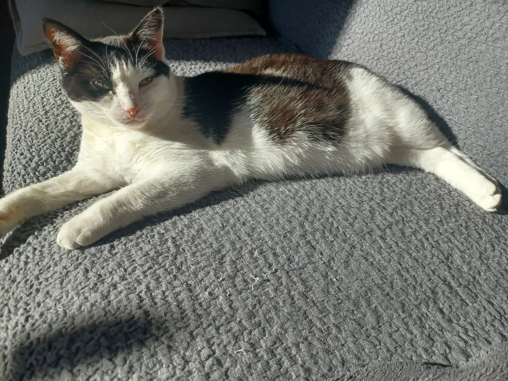 Ticky lying in the sun