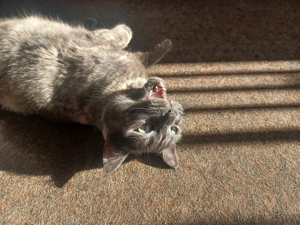 Tine lying in the sun with her mouth open