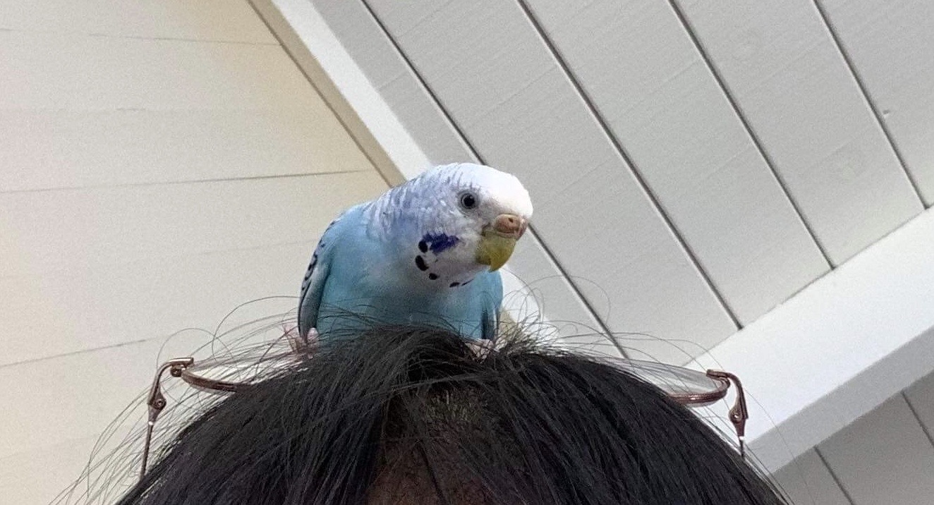 perry on my head