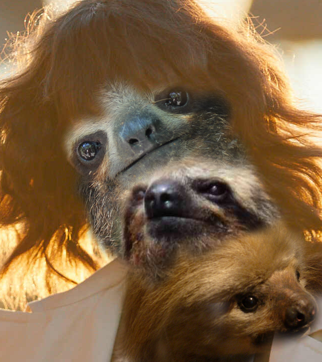 three sloths in a trench coat