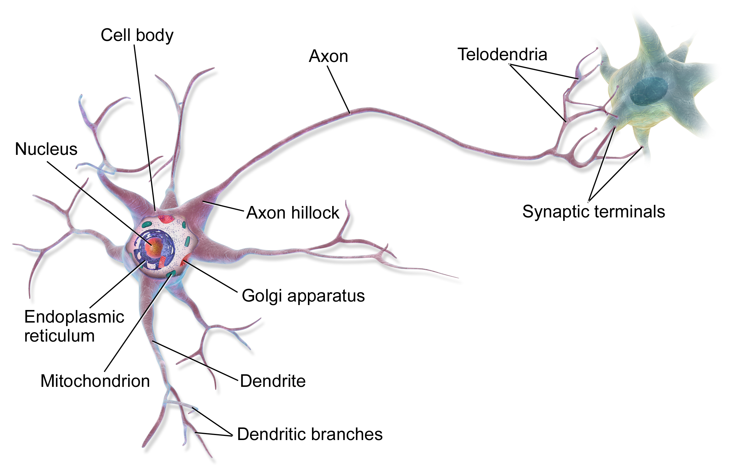 Image titled 'anatomy of a multipolar neuron' shows an
illustration of a cell labeled 'cell body' with part of it cut-away to
show the interior, interior organelles labeled 'nucleus' and
'endoplasmic reticulum'. Organelles on the surface of the cell body
are labeled 'mitochondrion' and 'golgi apparatus. Emenating from the
cell body are tree-branch-like structures labeled 'dendrites', each
with smaller tree-branch like structures labeled 'dendritic branches',
and one larger triangular trunk-like branch labeled the 'axon hillock'
the apex of which has a very long branch extending from it labeled the
'axon' which curves off to the right of the image, at the end of the
'axon' are smaller tree-branch like structures labeled 'telodendria'
which appear to be touching another unlabeled cell-like object of a
different color with tiny rounded endpoints labeled 'synaptic
terminals'.