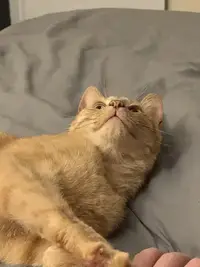 picture of an orange cat