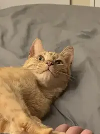 picture of an orange cat