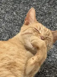 picture of an orange cat