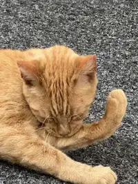 picture of an orange cat