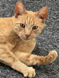 picture of an orange cat