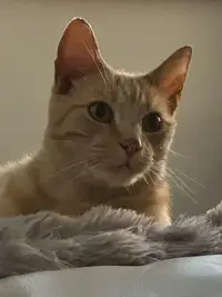picture of an orange cat