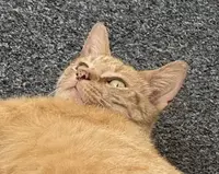 picture of an orange cat