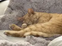 picture of an orange cat