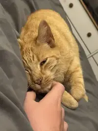 picture of an orange cat