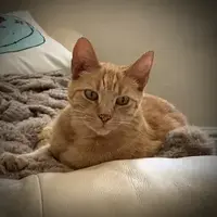 picture of an orange cat