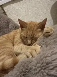 picture of an orange cat