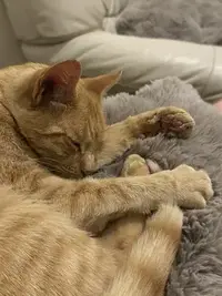 picture of an orange cat