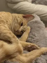 picture of an orange cat