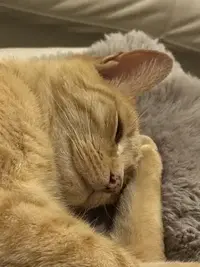 picture of an orange cat