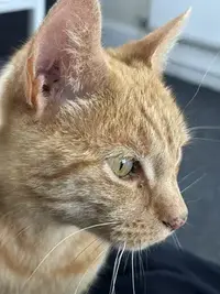 picture of an orange cat