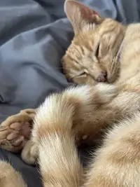 picture of an orange cat
