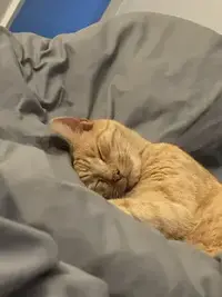 picture of an orange cat
