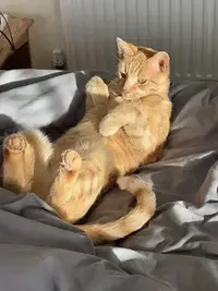 picture of an orange cat