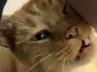 picture of an orange cat