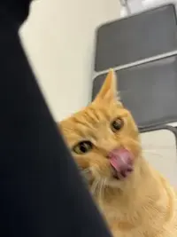 picture of an orange cat