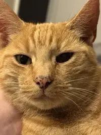 picture of an orange cat