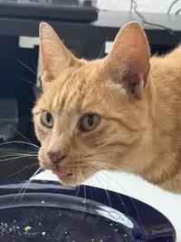 picture of an orange cat