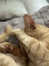 picture of an orange cat