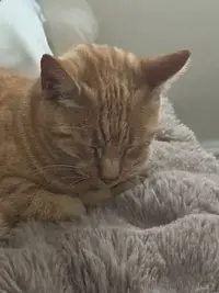 picture of an orange cat