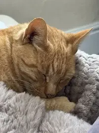 picture of an orange cat