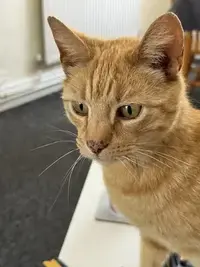picture of an orange cat