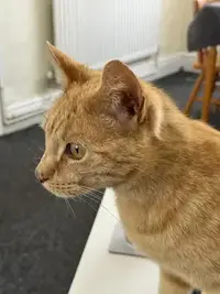 picture of an orange cat