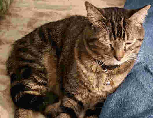 Zeus leaning against my leg and purring