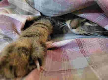 Zeus reaching out with a claw from beneath the sheets